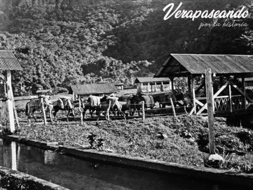 Mulas cargadas con café para su exportación, finca Trece Aguas, Senahú, Alta Verapaz.
1890-1905 aprox