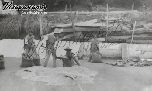 Secando café en finca Alpes, Senahú
1923