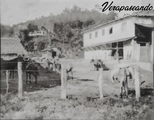 Mulas cargadas de café en finca Secansin, Senahú A.V.
1930-40 aprox