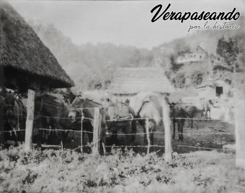 Mulas cargadas de café en finca Secansin, Senahú A.V.1930-40 aprox